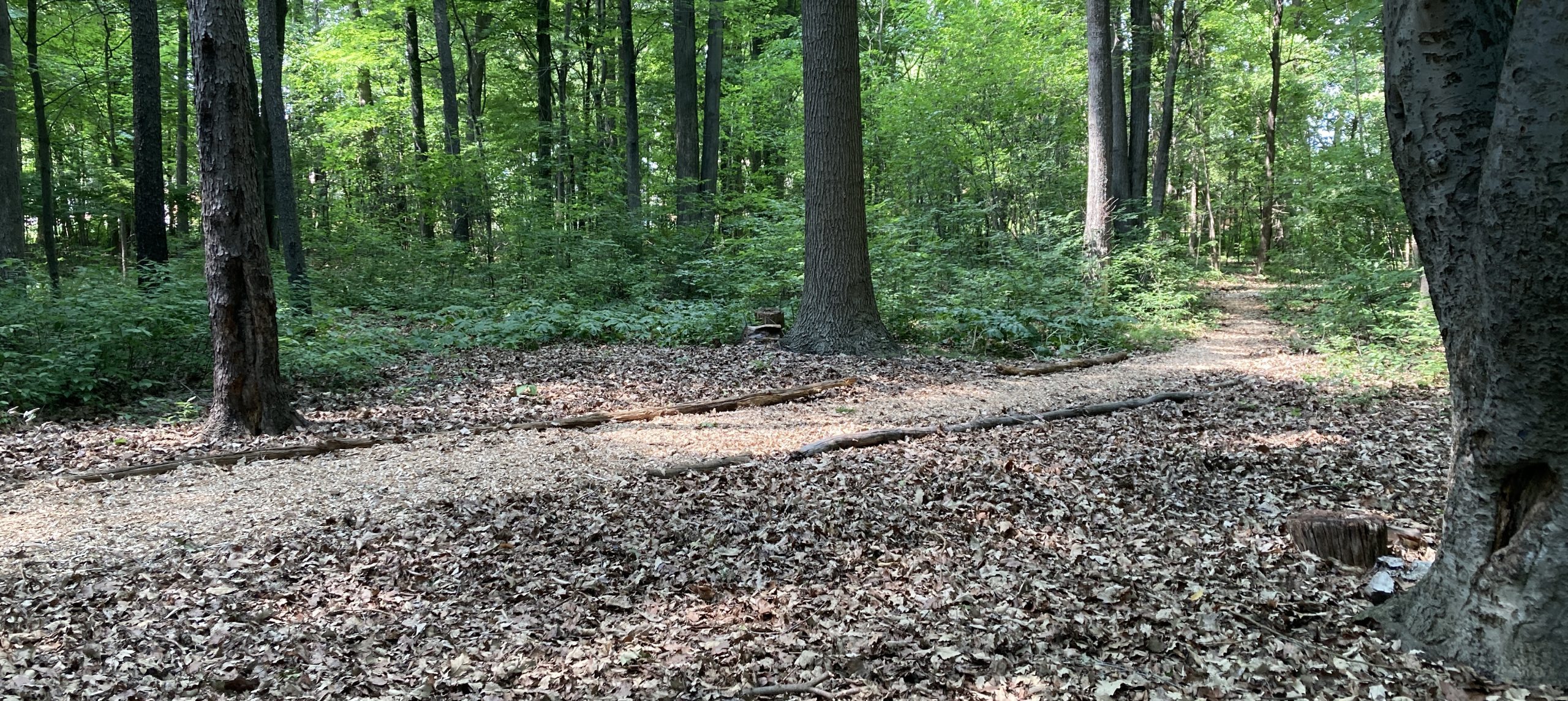 Forest Commons walking path Raintree Village Homeowners Association